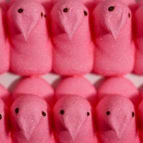 Row of pink colored candy Peeps.