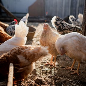 A small flock of chickens in a backyard coop.