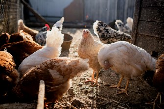 A small flock of chickens in a backyard coop.