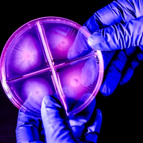 A gloved hand holds a circular object under vibrant lighting.