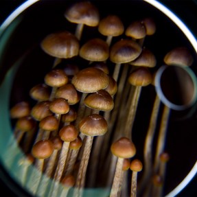 Psiolcybin Mushrooms growing in DC.