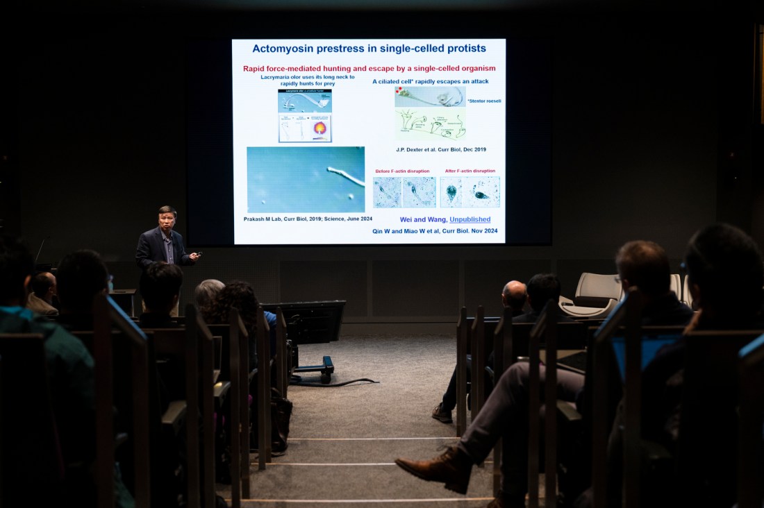 Ning Wang standing next to a projector slide about 'Actomyosin prestress in single-celled protists'. 