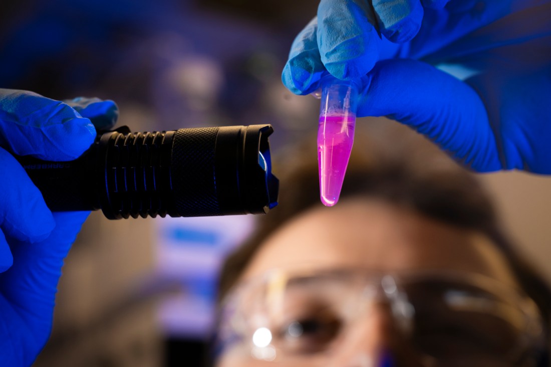 Gloved hands handle lab materials during scientific research.