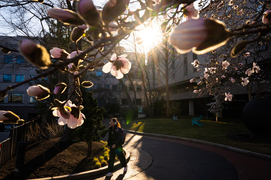 A person walks along a curved path beneath blooming trees, with sunlight filtering through the branches in a peaceful outdoor setting.