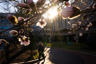 A person walks along a curved path beneath blooming trees, with sunlight filtering through the branches in a peaceful outdoor setting.