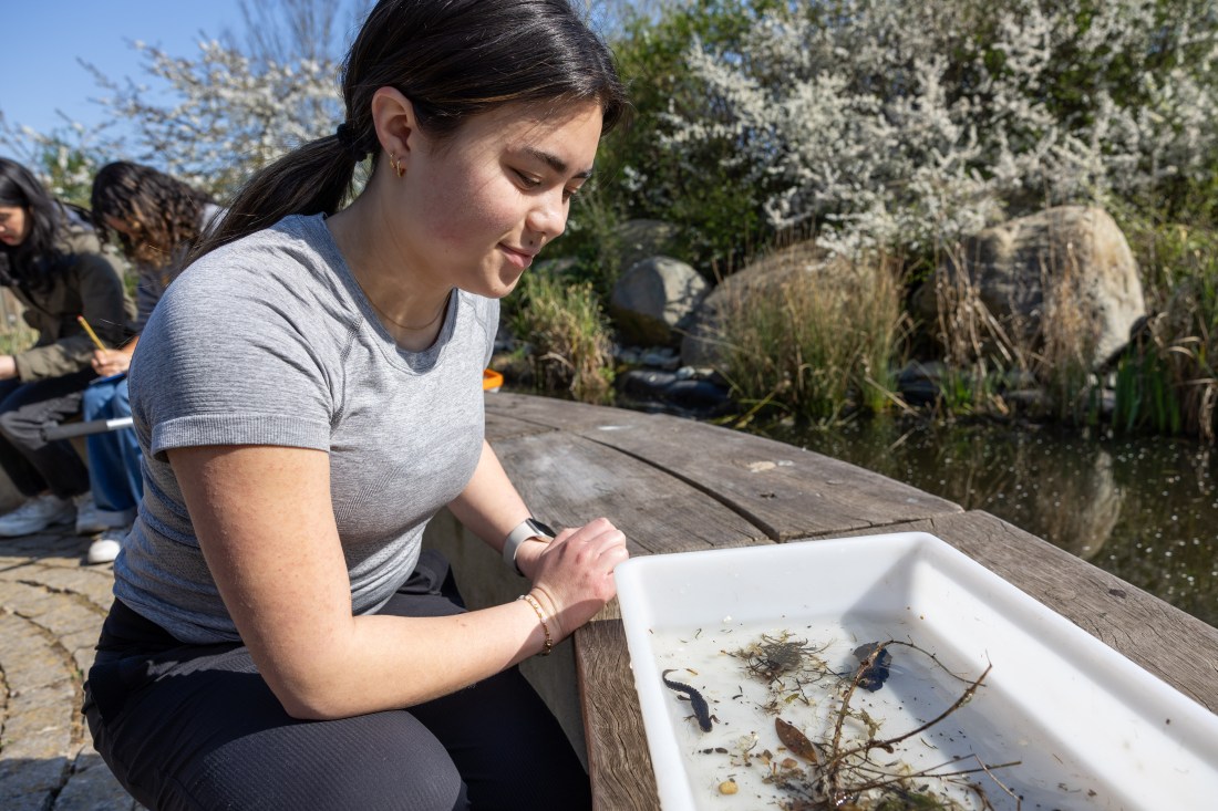 A student looks over a white plastic container that has newts and twigs in it.