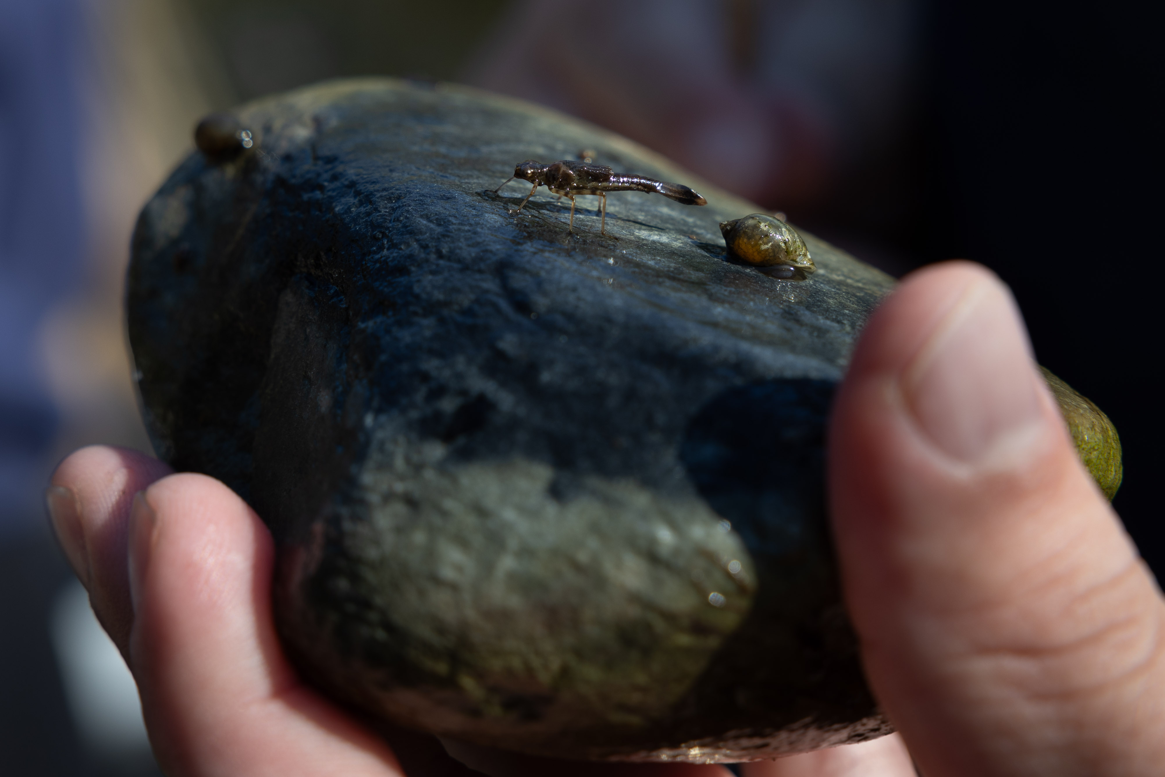A hand holding a rock flipped to the underside, which has several insect larvae on it.