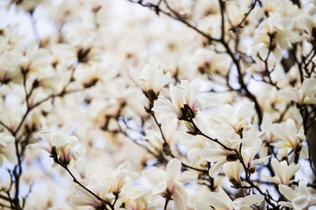 White magnolias blooming on a tree.