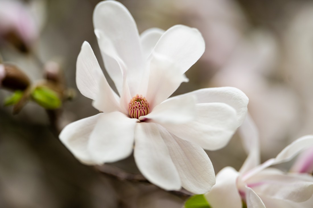 A white magnolia flower.