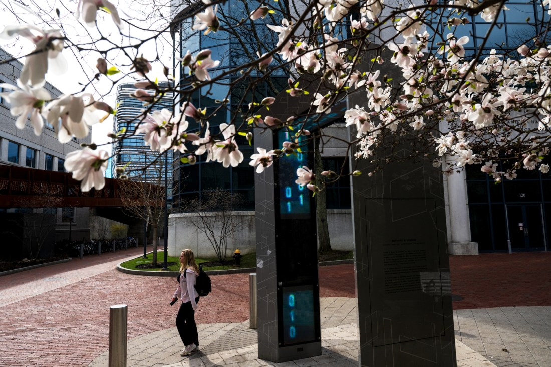 White magnolia flowers blooming on a tree outside of a glass building.