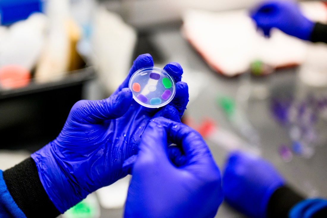 A gloved hand holding a petri dish with colorful samples in it.