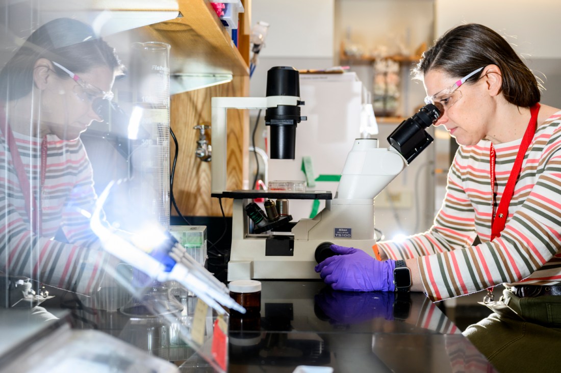 Rebecca Kuntz Willits looking in a microscope.