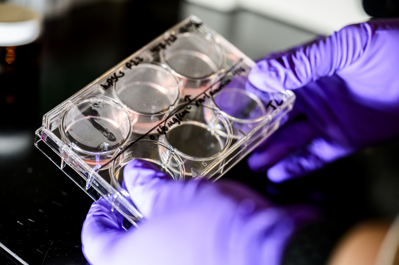 Purple gloved hands holding test samples from the lab.
