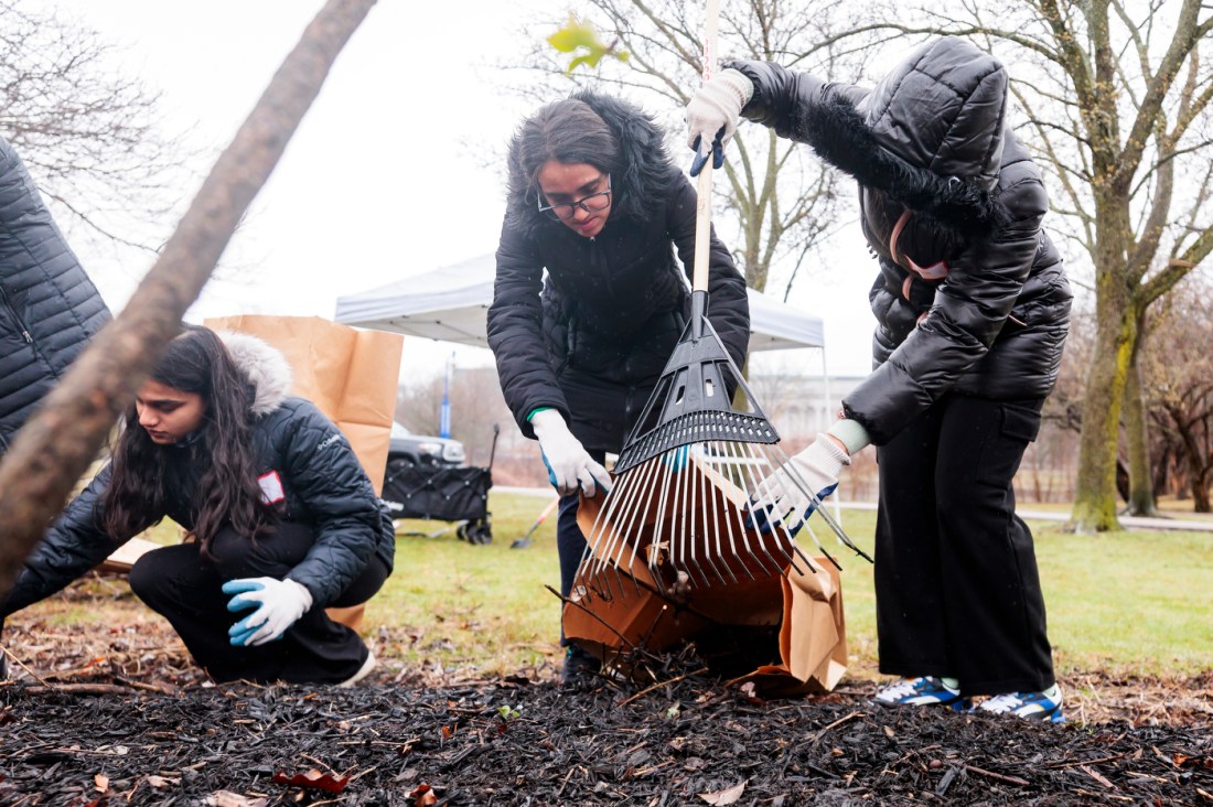 Northeastern community members raking up dead leaves.