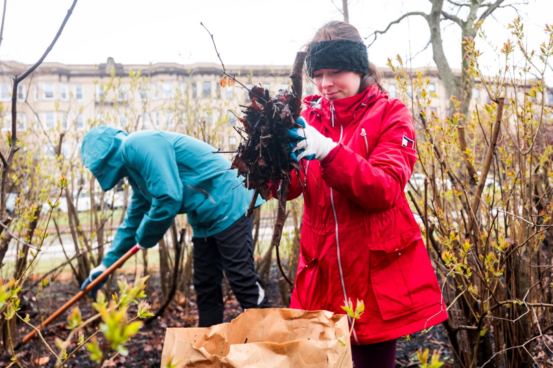 Two Northeastern community members raking up dead leaves.