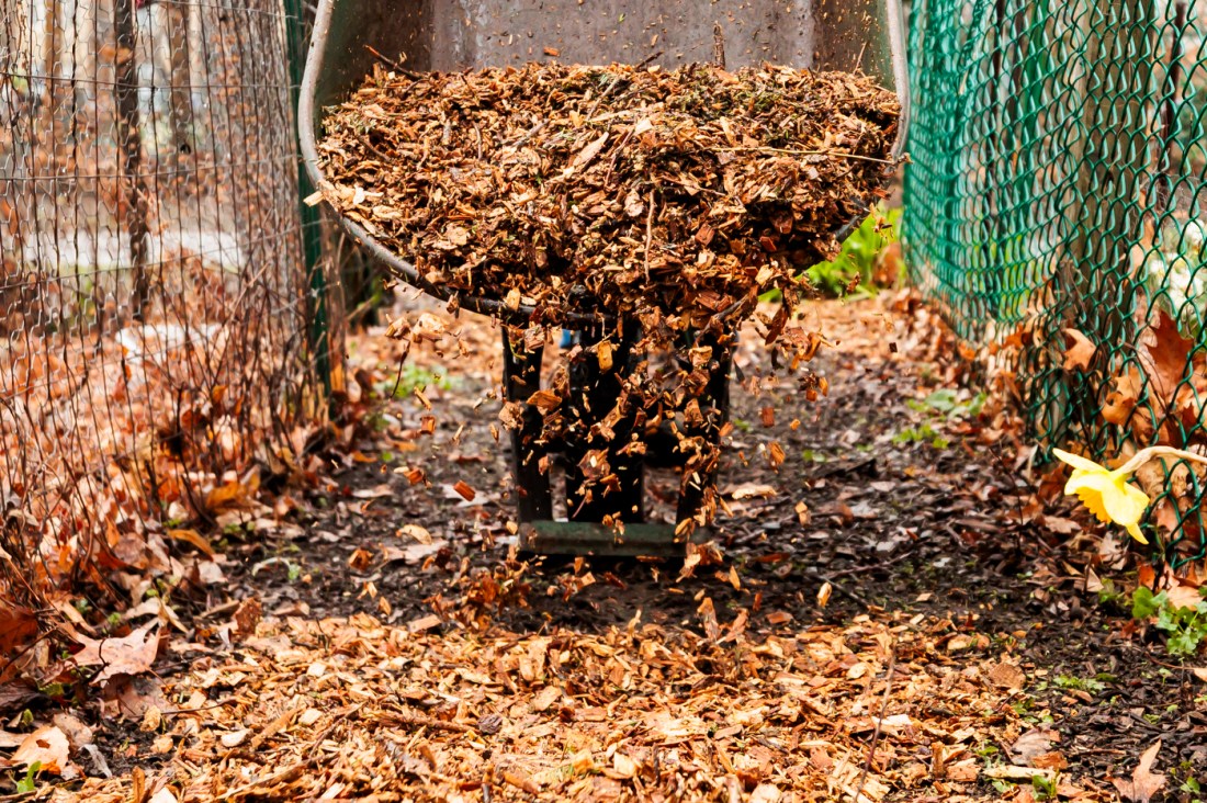 A wheelbarrow full of dead leaves.