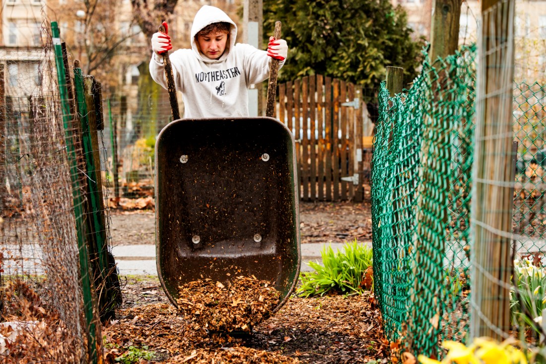 A Northeastern community member dumping a wheelbarrow of dead leaves into a pile.