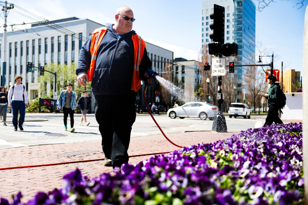 A person wearing a safety vest waters a bed of purple flowers on a sunny day near a busy intersection, with people and buildings in the background.