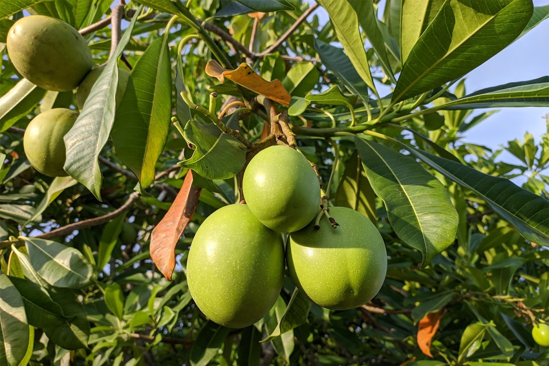 Round green fruit hanging from a tree with large oblong leaves. 