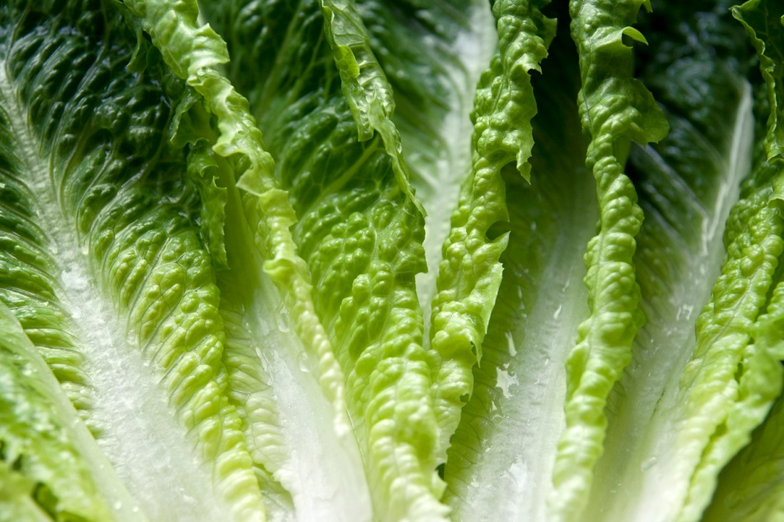 Romaine lettuce leaves laying out.