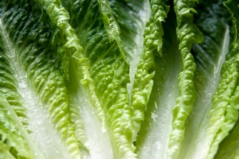 Romaine lettuce leaves laying out.