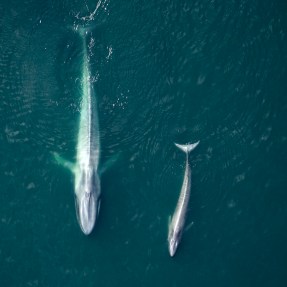 A mother whale and her calf swimming in the ocean, seen from above.