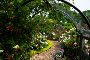 A pathway under curved trellises with rose bushes growing on them that leads further into an outdoor rose garden.
