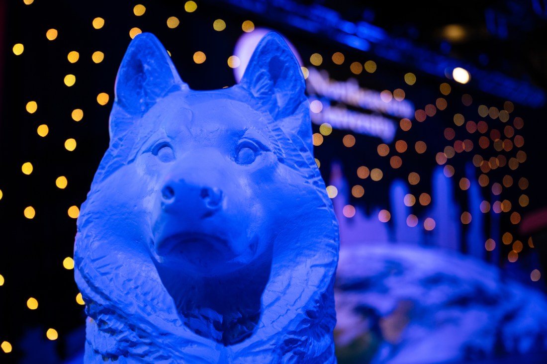 A husky statue lit by blue and purple lighting.