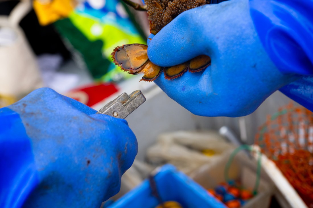 A close up of a lobster's tail being tagged. 