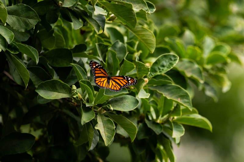 A close-up image of a monarch butterfly.