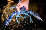 A hand holding a blue lobster.