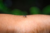A mosquito biting into a person&#039;s skin.