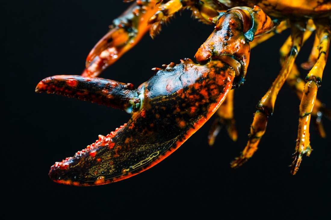 The left claw of Jackie, a rare calico lobster, shown up close.