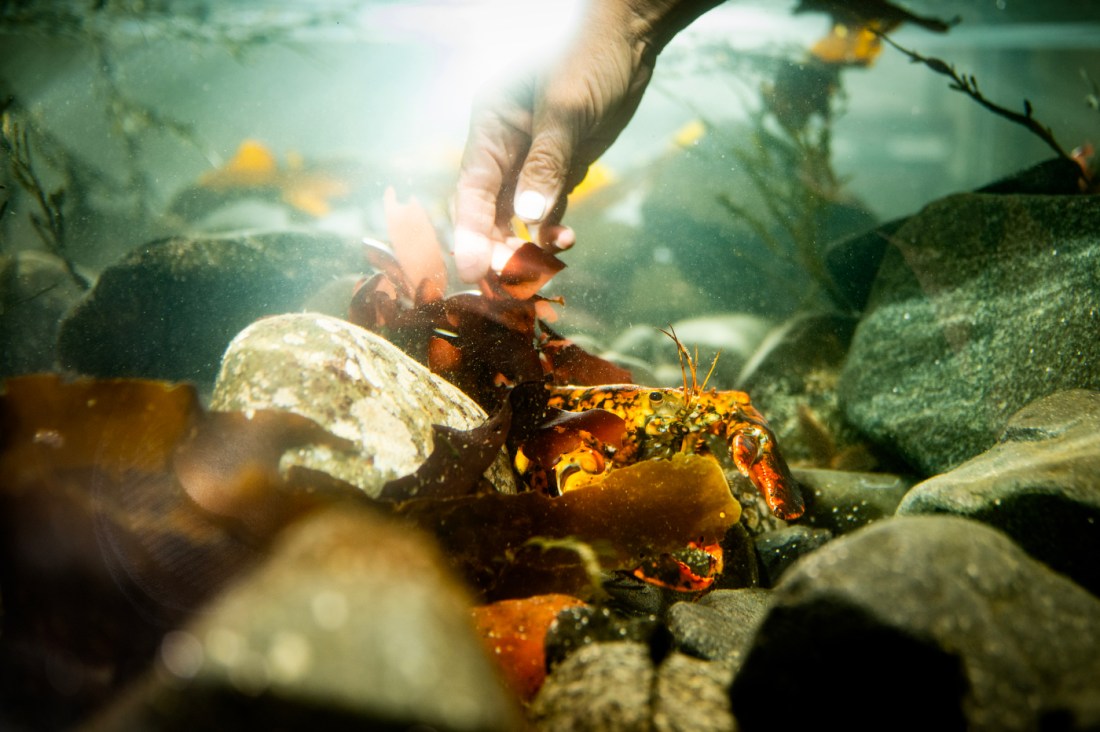 A hand reaches down into the tank to touch Jackie, a rare calico lobster.
