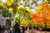 Students walking underneath trees with leaves that are green, yellow, and orange on the Boston campus.