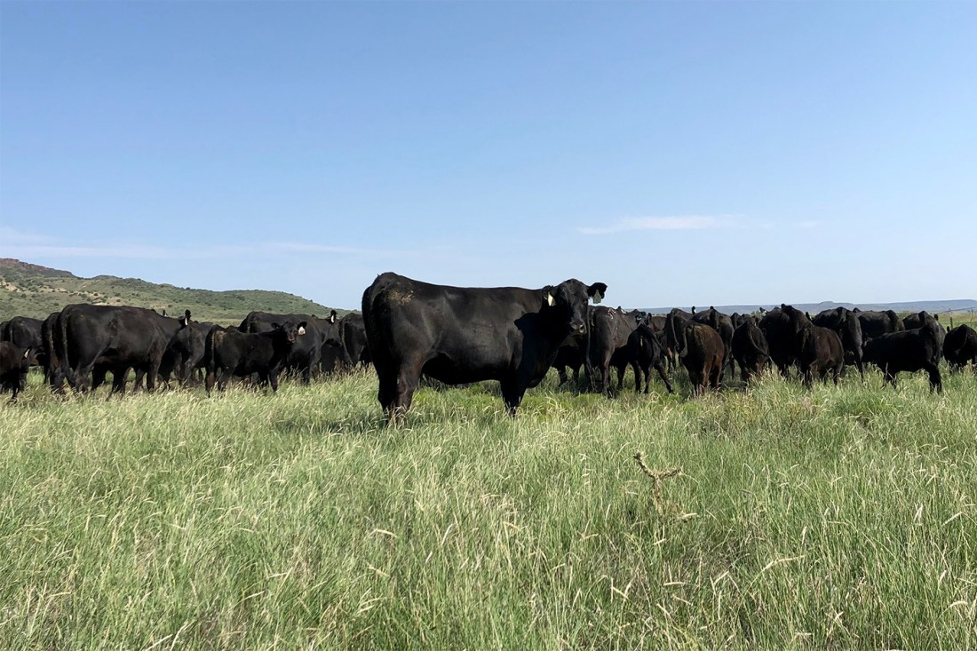 A group of black cows in an open field against a cloudless blue sky.