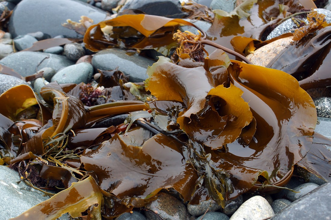 Kelp lies tangled on smooth beach stones. It is visibly wet. 
