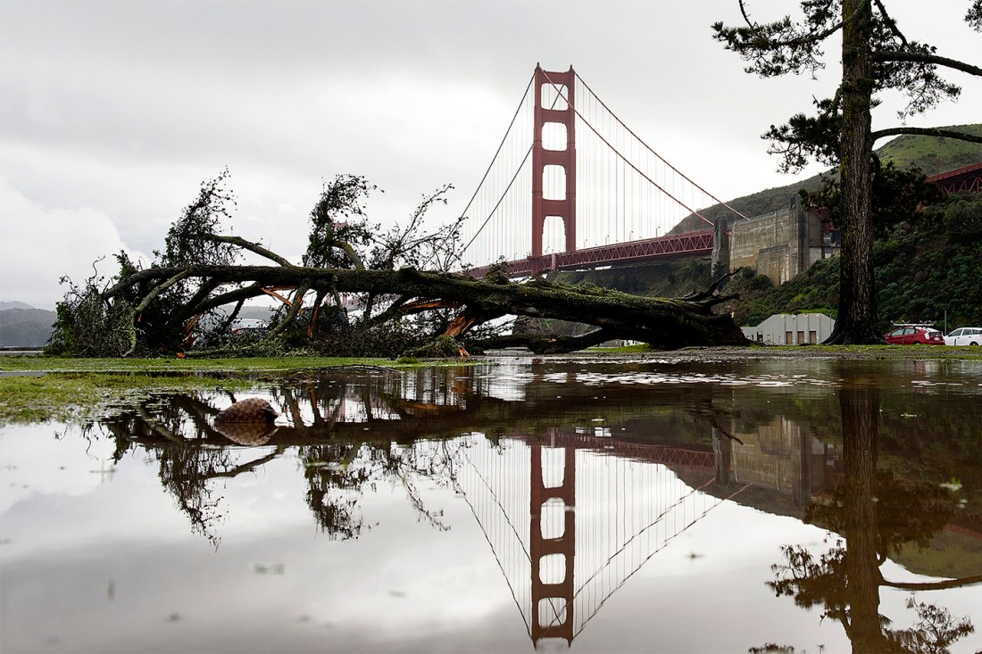 A fallen tree that was downed by recent severe weather reflected in a large puddle along with the Golden Gate Bridge.